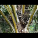 Der Fruchtstand einer Ölpalme